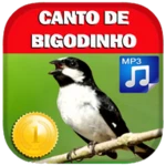 canto de bigodinho android application logo